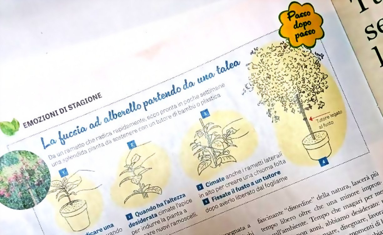 A magazine feature as printed, with a step-by-step botanical illustration
